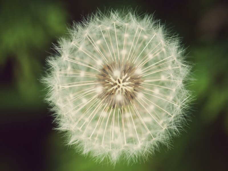 Dandelion Seed Head — White, Serene, Photograph, Green Foliage