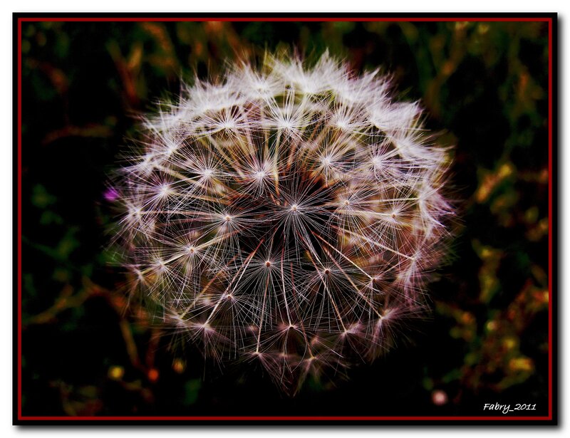 Dandelion Seed Head — White, Serene, Photograph, Plant