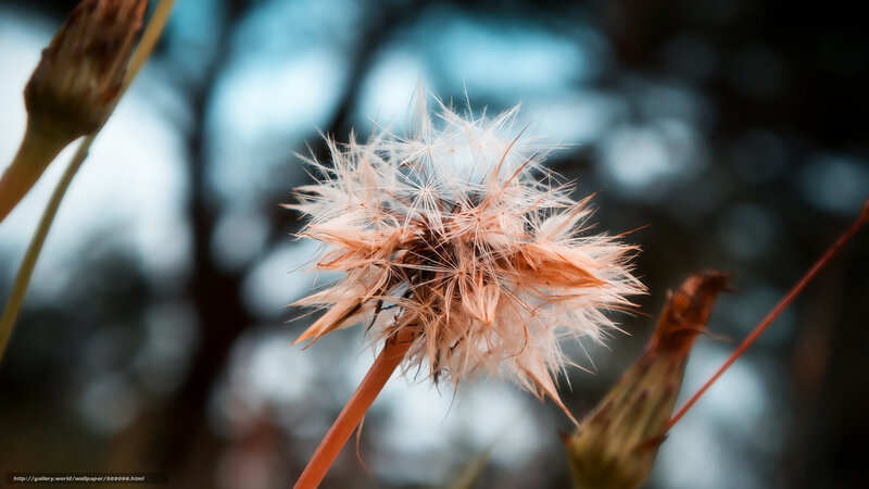 Dandelion Seed Head — White, Serene, Photograph, Seed Head