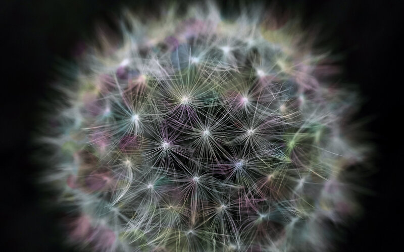 Dandelion Seed Head — White, Serene, Photograph, Seeds, Dark Background