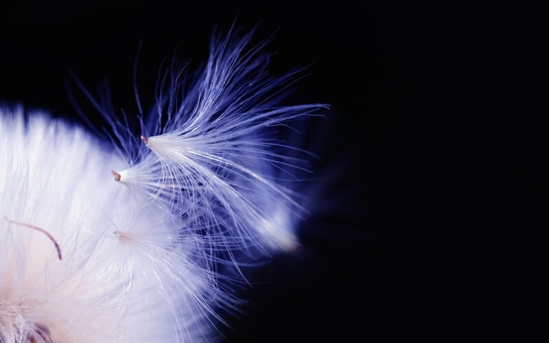 Dandelion Seed Head — White, Serene, Photograph, Seeds, Feathers