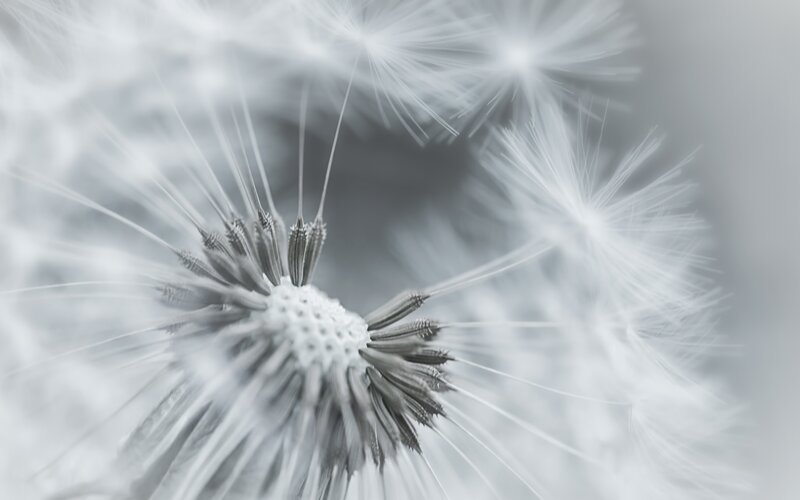 Dandelion Seed Head — White, Serene, Photograph, Seeds, Fluff