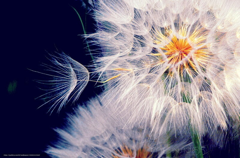 Dandelion Seed Head — White, Serene, Photograph, Seeds, Stem, Dark Background