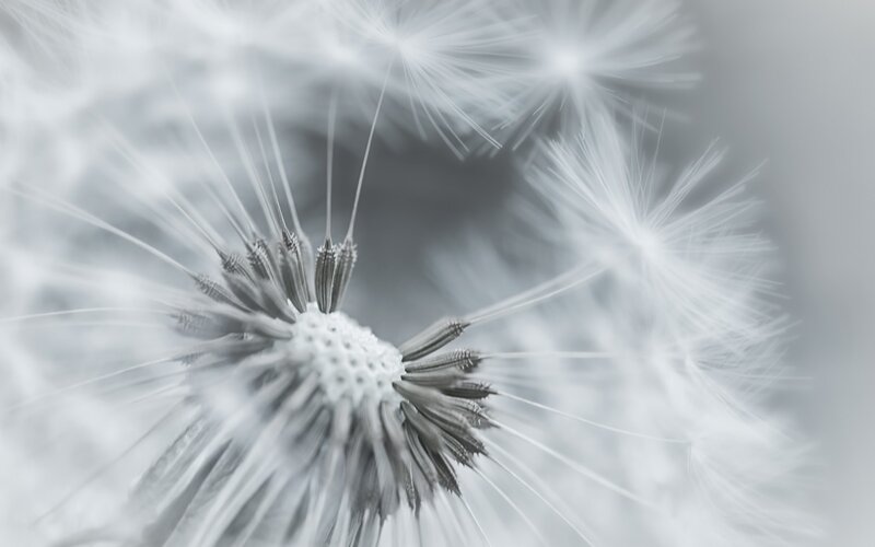 Dandelion Seed Head — White, Serene, Photograph, Seeds, Stem, Gray