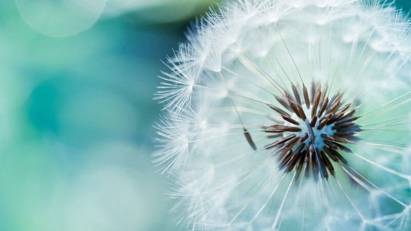 Dandelion Seed Head — White, Serene, Photograph, Seeds, Stem