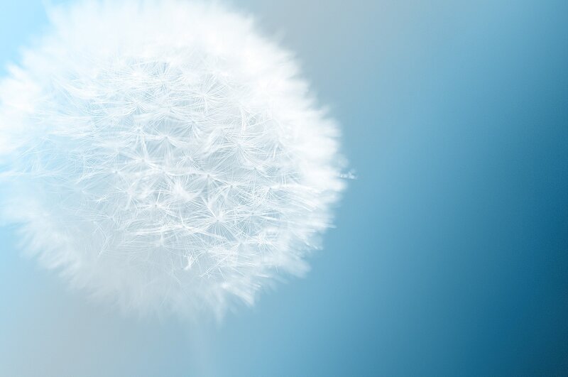 Dandelion Seed Head — White, Serene, Photograph, Sky