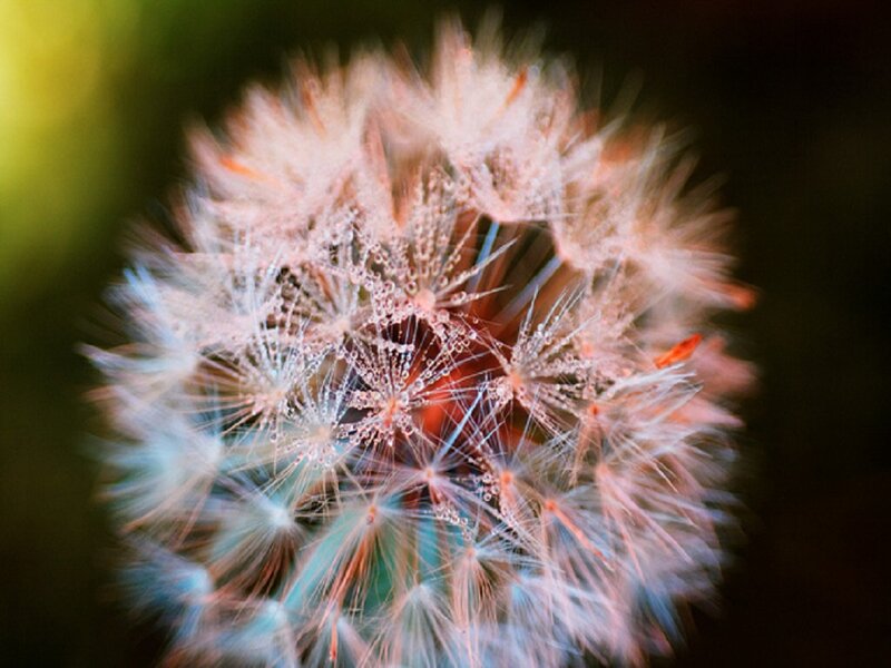 Dandelion Seed Head — White, Serene, Photograph, Spore