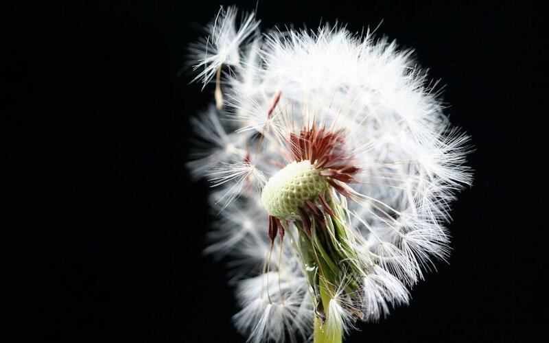 Dandelion Seed Head — White, Serene, Photograph, Stem, Black Background