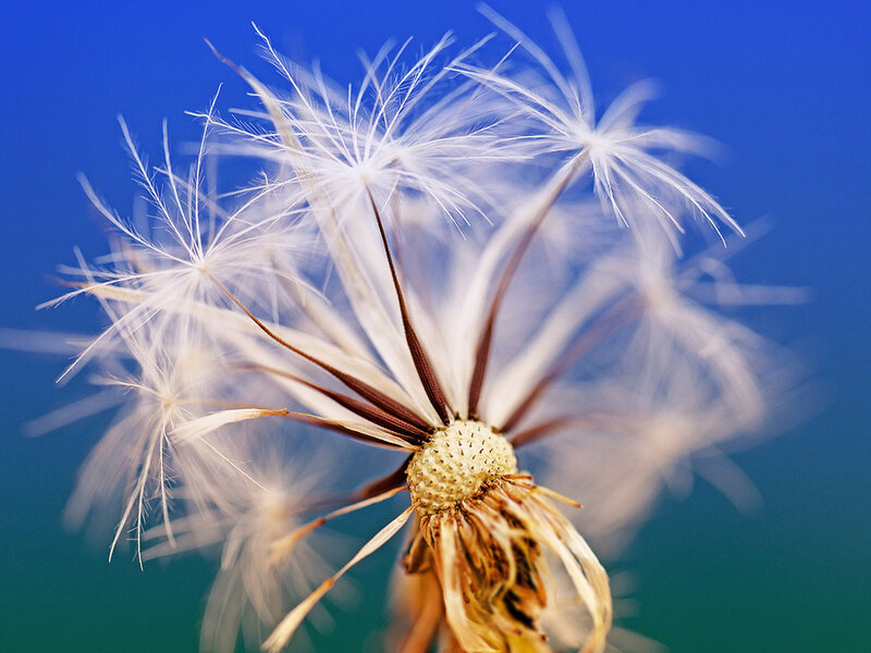 Dandelion Seed Head — White, Serene, Photograph, Stem, Blue Sky