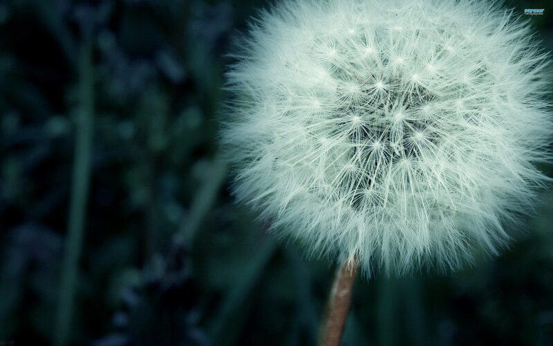 Dandelion Seed Head — White, Serene, Photograph, Stem, Blurred Background