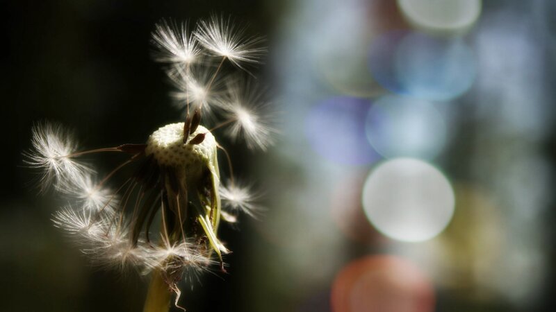 Dandelion Seed Head — White, Serene, Photograph, Stem, Bokeh
