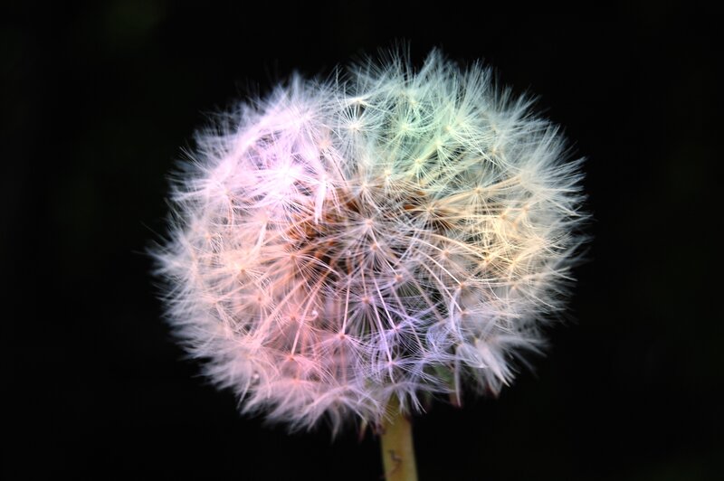 Dandelion Seed Head — White, Serene, Photograph, Stem, Dark Background, Purple