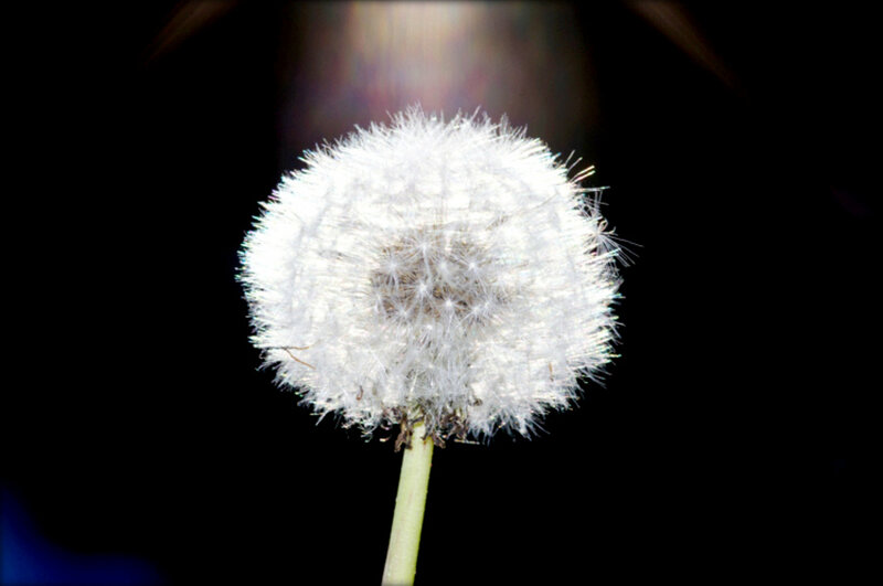 Dandelion Seed Head — White, Serene, Photograph, Stem, Dark Background