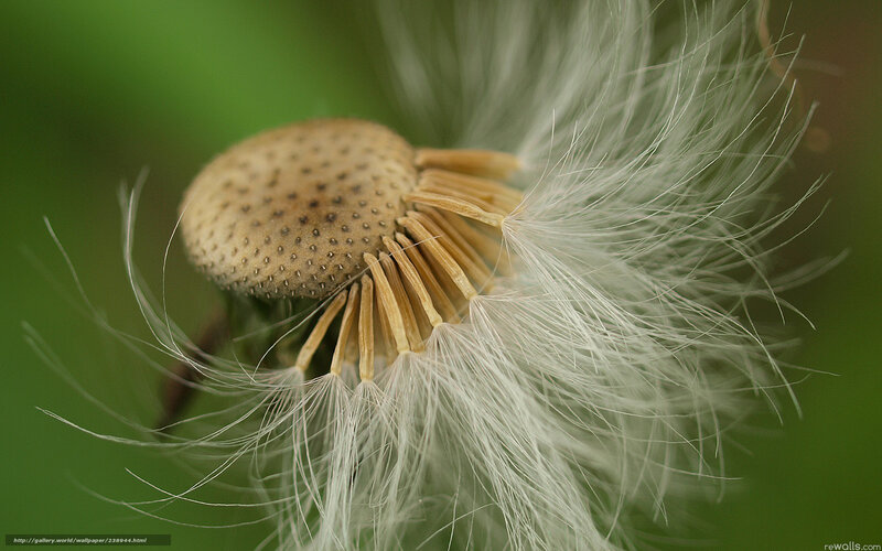 Dandelion Seed Head — White, Serene, Photograph, Stem, Green Background