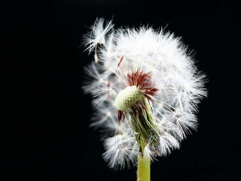 Dandelion Seed Head — White, Serene, Photograph, Stem, Seeds, Green