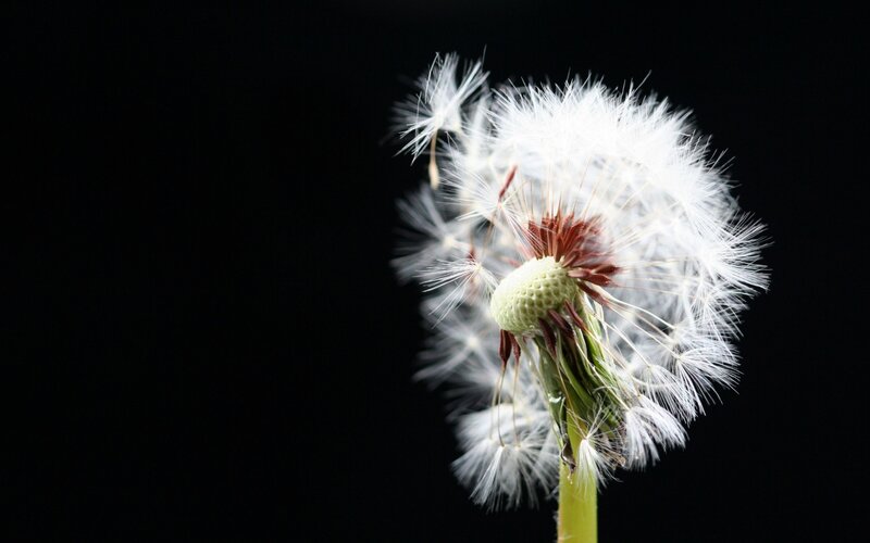 Dandelion Seed Head — White, Serene, Photograph, Stem, Seeds