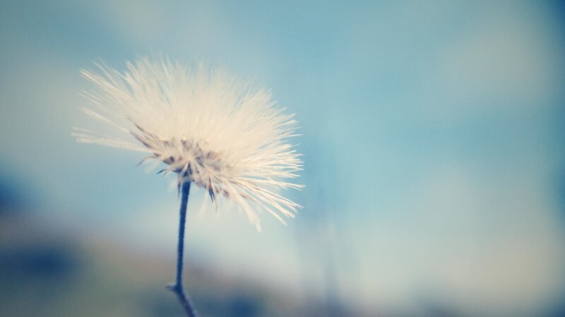 Dandelion Seed Head — White, Serene, Photograph, Stem, Sky