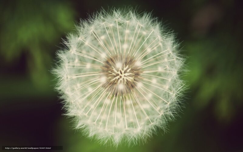 Dandelion Seed Head — White, Serene, Photograph, Stem