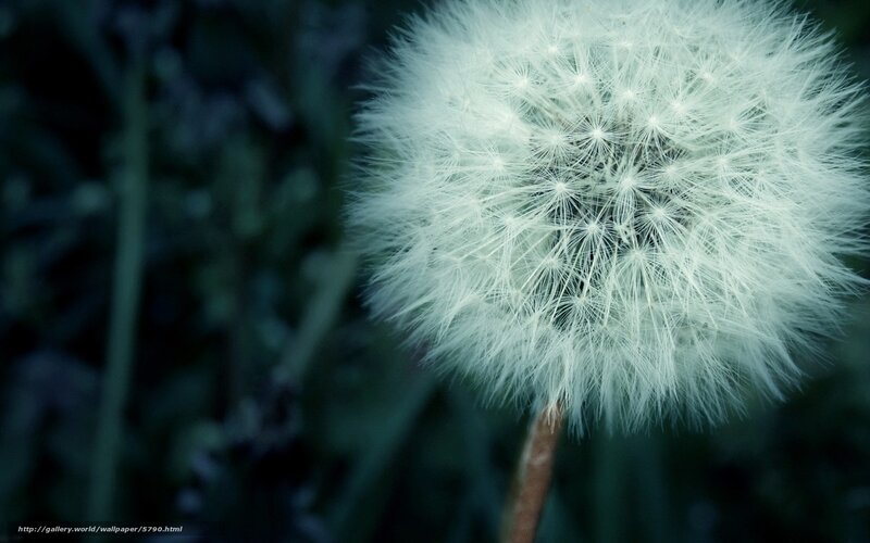 Dandelion Seed Head — White, Serene, Photograph