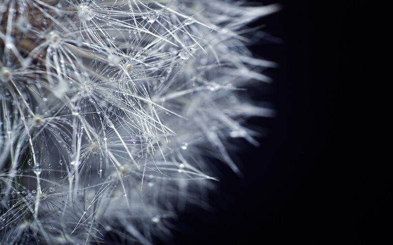 Dandelion Seed Head — White, Serene, Photograph, Water Droplets, Black Background, Black