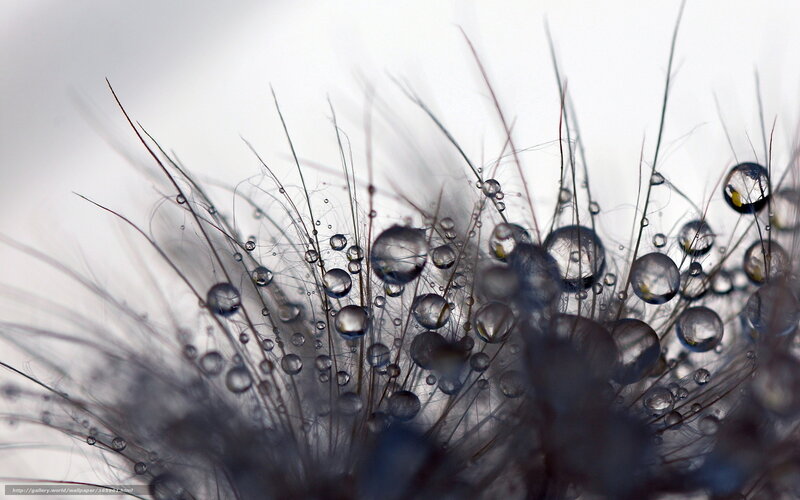 Dandelion Seed Head — White, Serene, Photograph, Water Droplets, Filaments