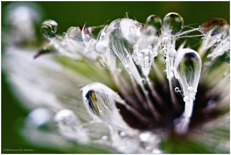 Dandelion Seed Head — White, Serene, Photograph, Water Droplets, Green Background