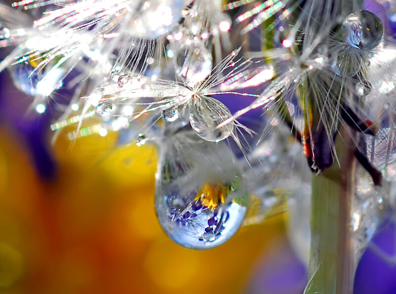 Dandelion Seed Head — White, Serene, Photograph, Water Droplets