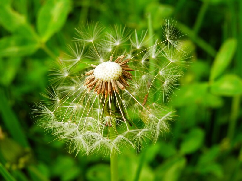 Dandelion Seed Head — White, Serene, Spring, Photograph, Green Leaves