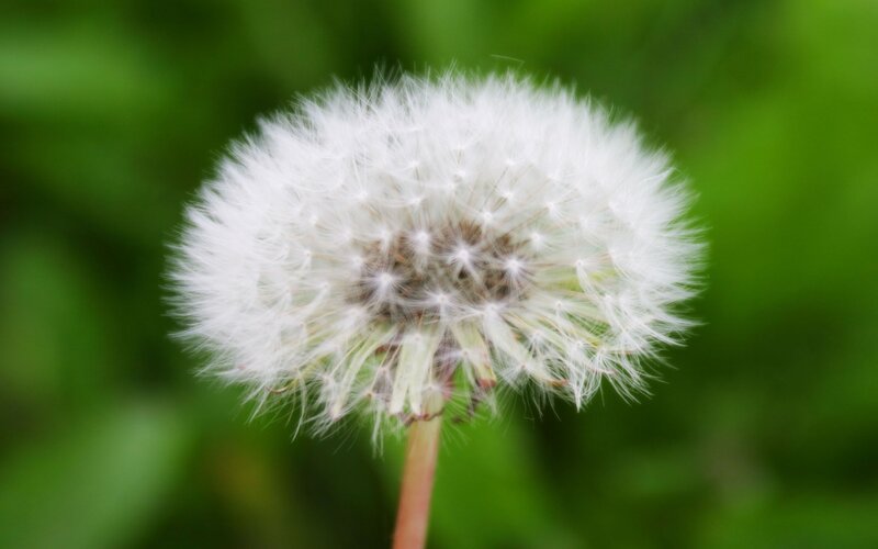 Dandelion Seed Head — White, Serene, Spring, Photograph, Stem, Green Background, Green