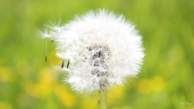 Dandelion Seed Head — White, Serene, Spring, Photograph
