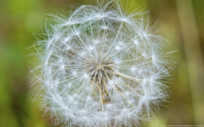 Dandelion Seed Head — White, Serene, Spring