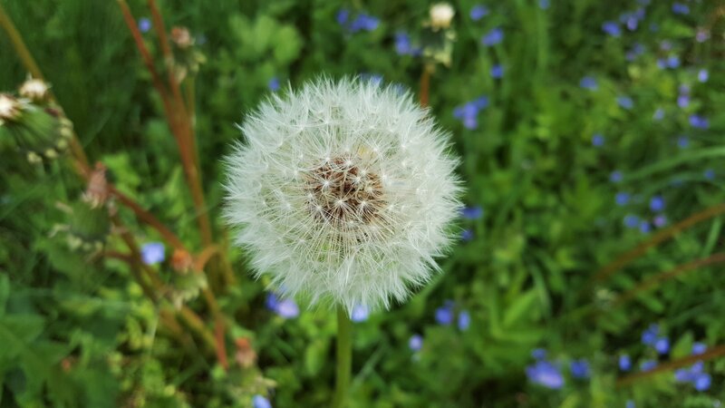 Dandelion Seed Head — White, Serene, Summer, Photograph, Grass