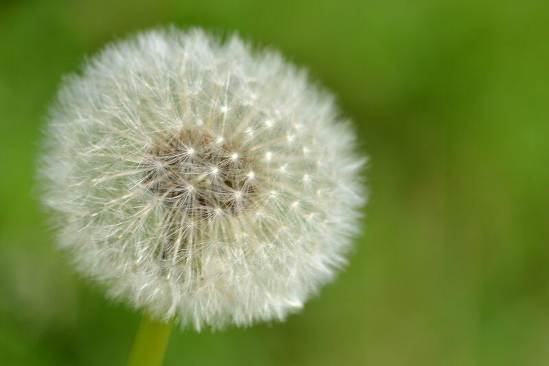Dandelion Seed Head — White, Serene, Summer, Photograph, Green Background