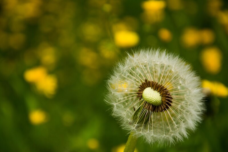 Dandelion Seed Head — White, Serene, Summer, Photograph, Green Stem