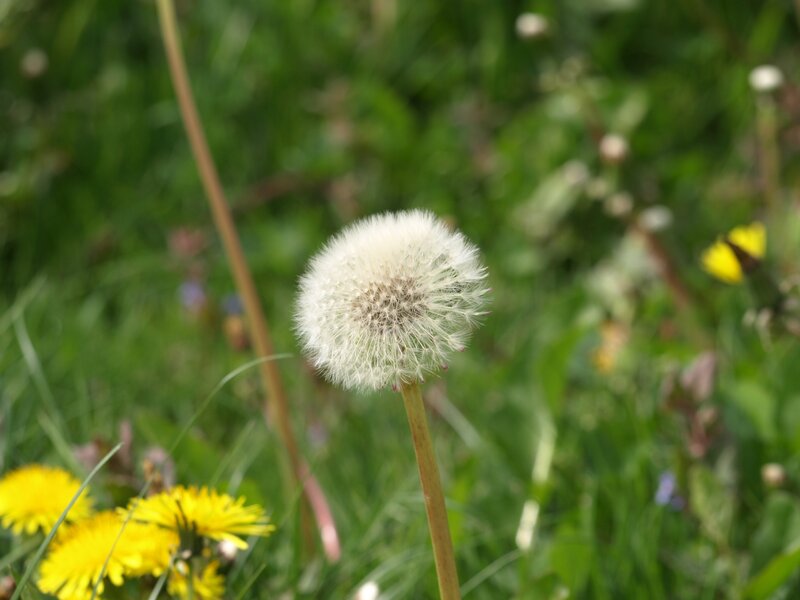 Dandelion Seed Head — White, Serene, Summer, Photograph