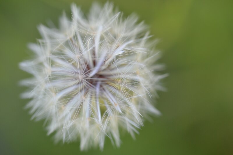 Dandelion Seed Head — White, Serene, Summer