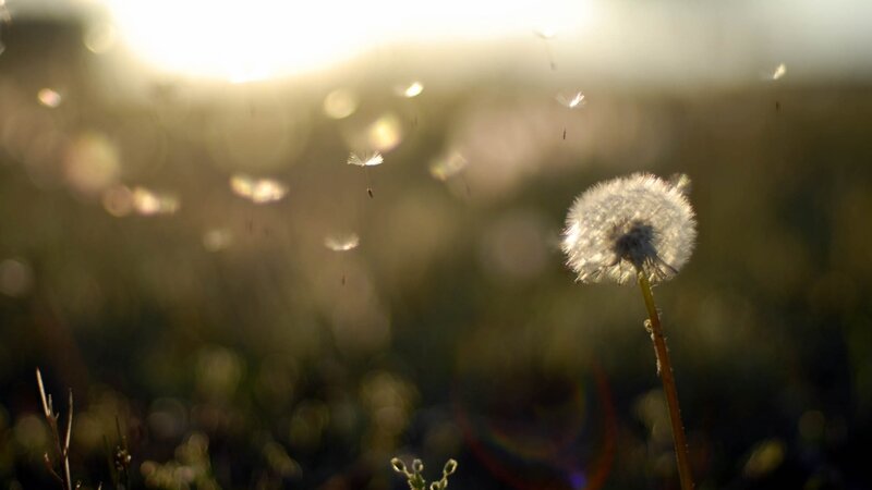 Dandelion Seed Head — White, Serene, Sunset, Photograph, Seeds