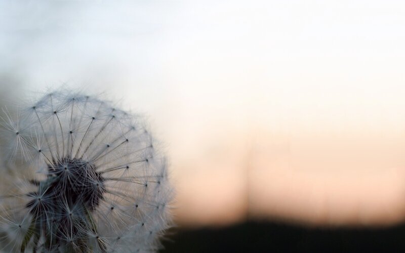 Dandelion Seed Head — White, Serene, Sunset, Photograph, Sky