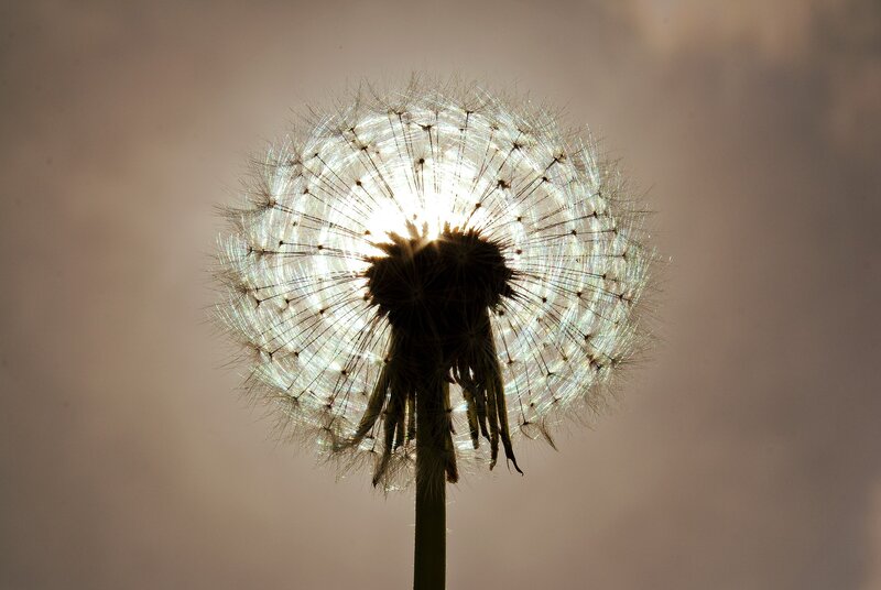 Dandelion Seed Head — White, Serene, Sunset, Photograph, Stem, Sky, Brown