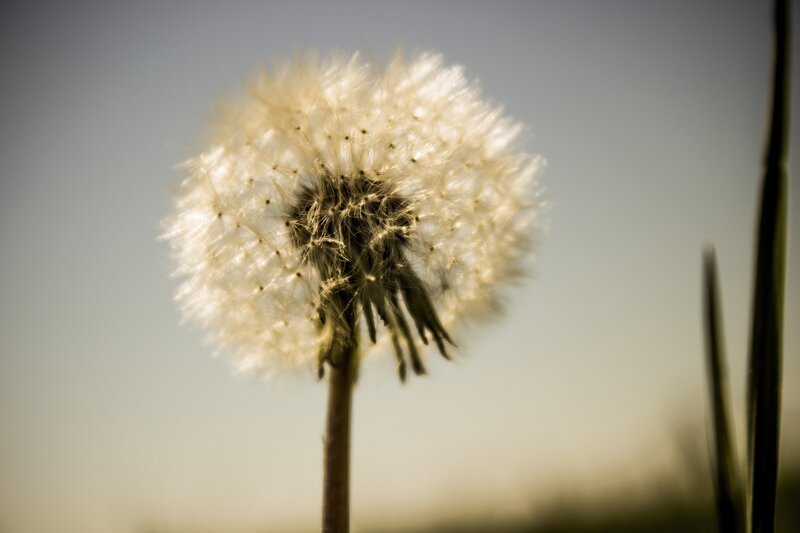 Dandelion Seed Head — White, Serene, Sunset, Photograph, Stem