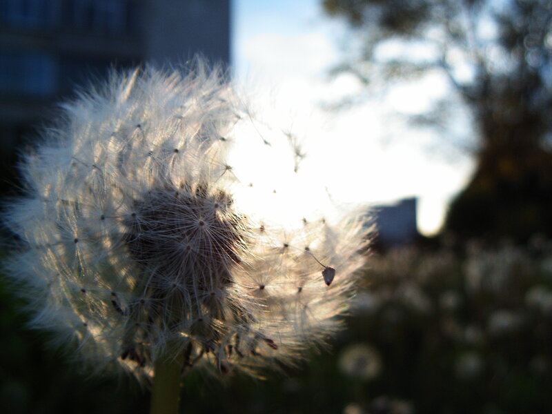 Dandelion Seed Head — White, Serene, Sunset