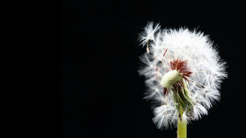 Dandelion Seed Head — White, Stem