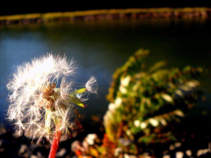 Dandelion Seed Head — White