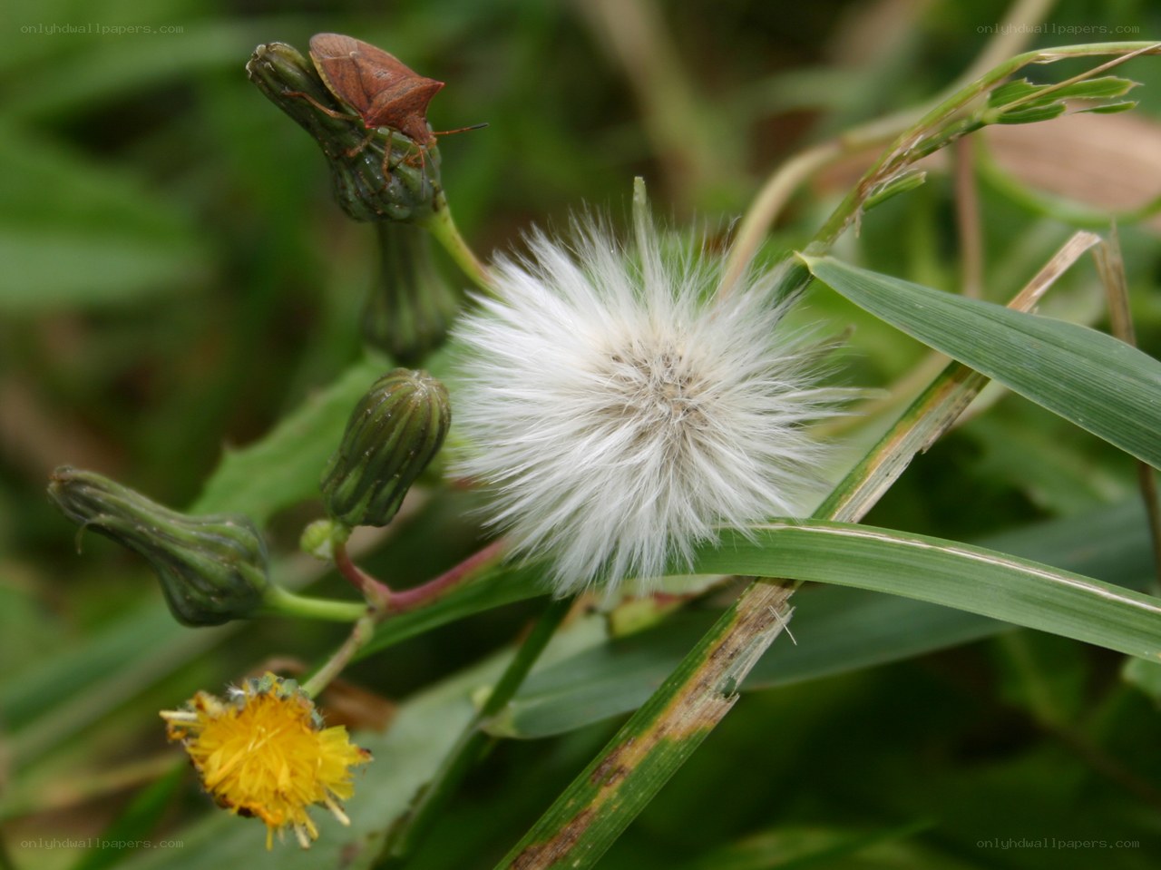 dandelion seed head with bug