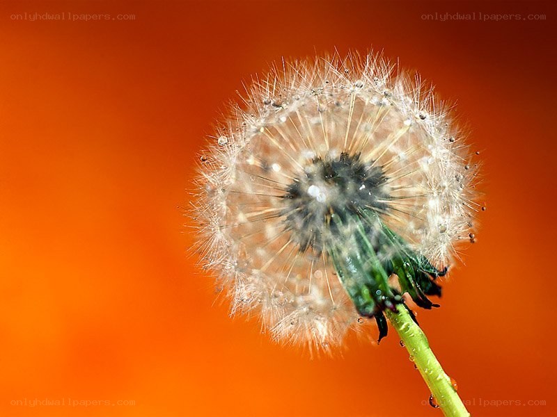 Dandelion seed head with dew