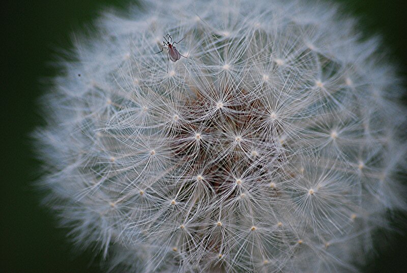 Dandelion seed head with insect