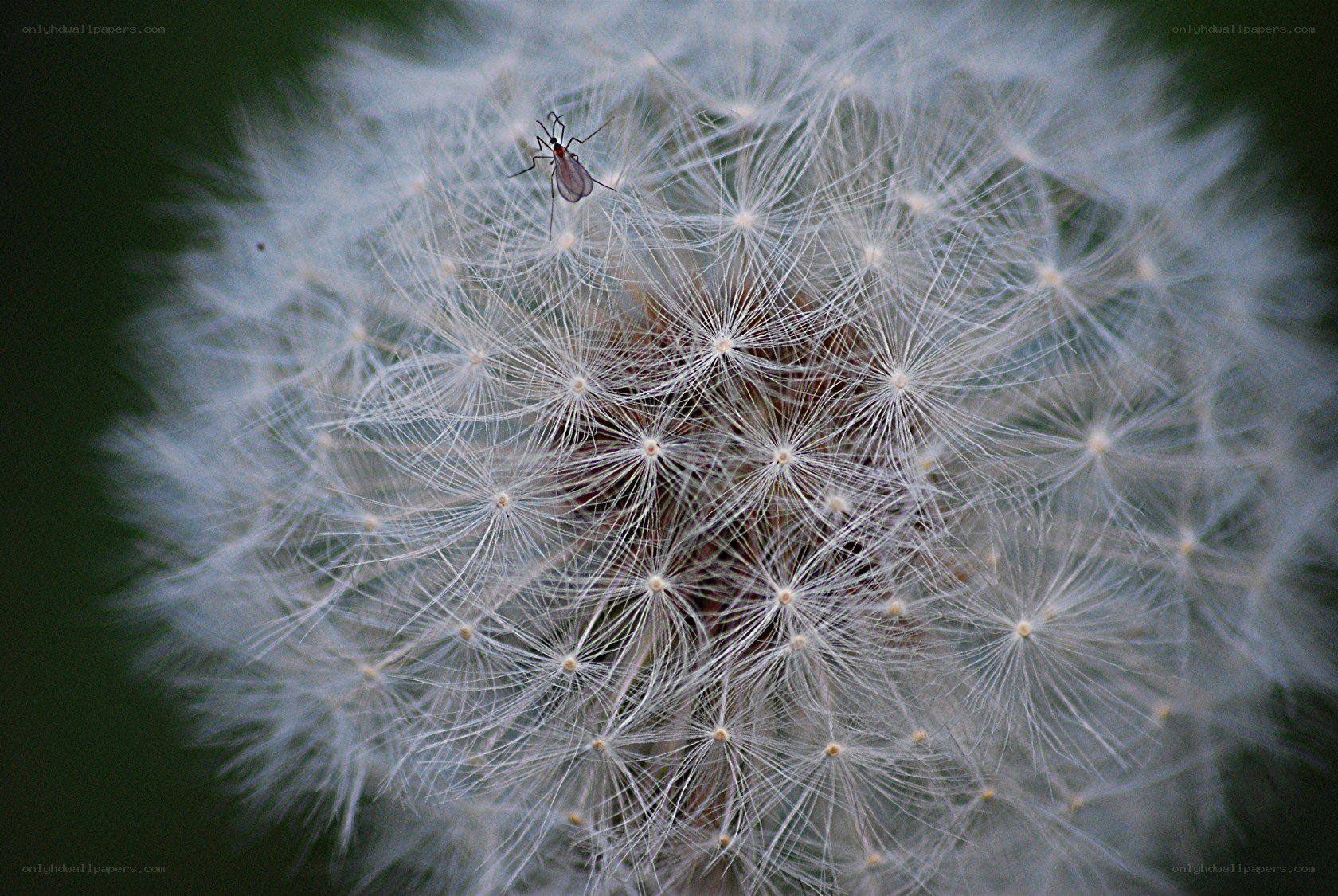 Dandelion seed head with insect