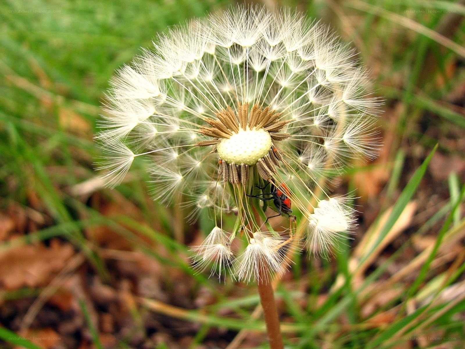 Dandelion seed head with insect