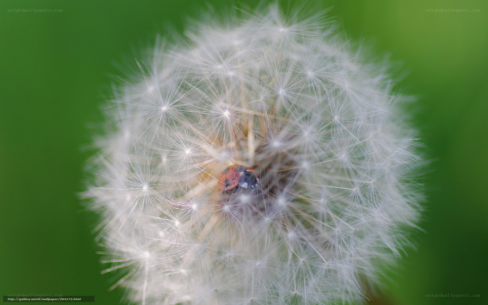 Dandelion seed head with ladybug