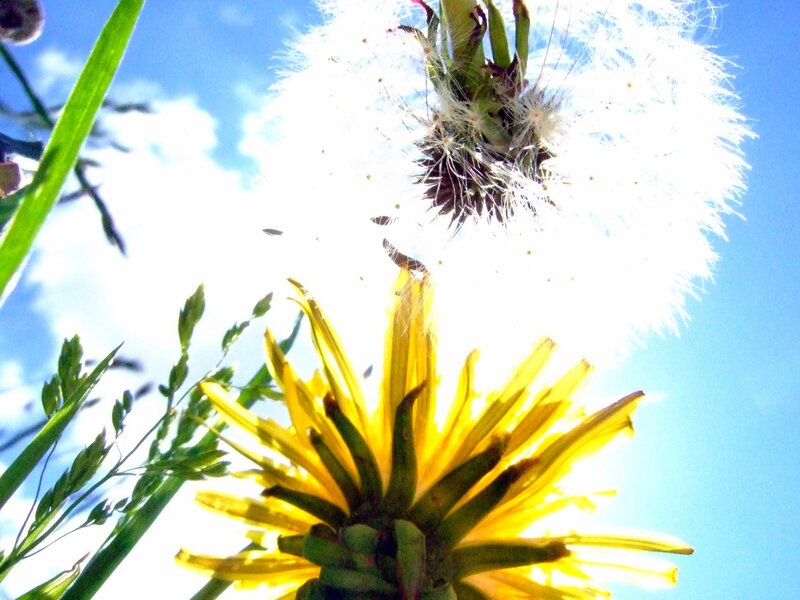 Dandelion Seed Head — Yellow, Bright